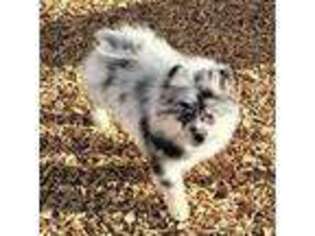 Pomeranian Puppy for sale in Bly, OR, USA