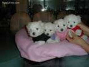 Maltese Puppy for sale in Fishers, IN, USA