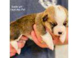 Pembroke Welsh Corgi Puppy for sale in Rochester, IN, USA