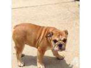 Bulldog Puppy for sale in ROBERTSDALE, AL, USA