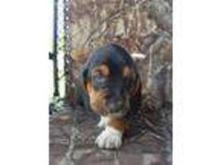 Basset Hound Puppy for sale in Kountze, TX, USA