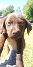 Labrador Retriever Puppy for sale in Kathleen, FL, USA