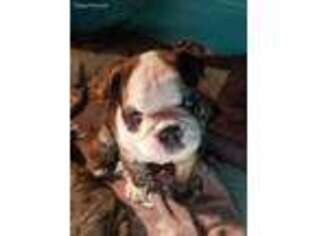 Olde English Bulldogge Puppy for sale in Saint James, MO, USA