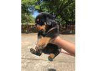 Rottweiler Puppy for sale in Tupelo, MS, USA