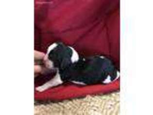 English Springer Spaniel Puppy for sale in Memphis, TN, USA