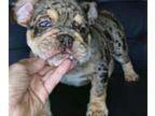 Bulldog Puppy for sale in Woodland Hills, CA, USA