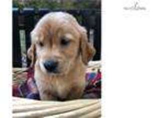 Golden Retriever Puppy for sale in Shreveport, LA, USA