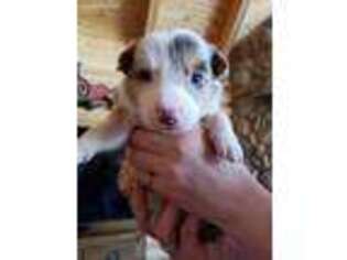 Border Collie Puppy for sale in Bozeman, MT, USA