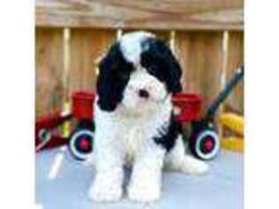 Cavapoo Puppy for sale in Fordland, MO, USA