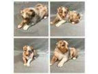 Australian Shepherd Puppy for sale in Stillwater, OK, USA