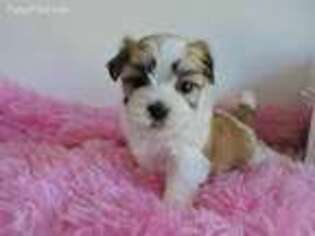 Mal-Shi Puppy for sale in Winter Haven, FL, USA