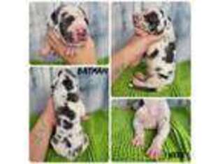 Great Dane Puppy for sale in Hartly, DE, USA