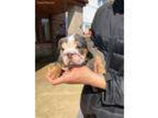 Bulldog Puppy for sale in Montgomery, AL, USA