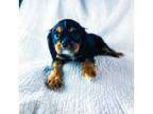 Cavalier King Charles Spaniel Puppy for sale in Jerseyville, IL, USA