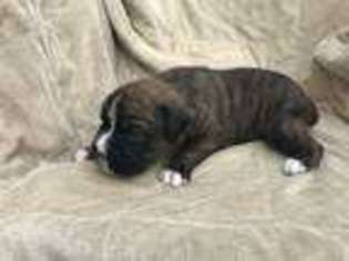 Boxer Puppy for sale in Boise, ID, USA