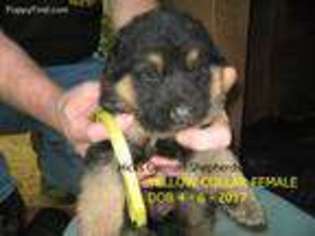 German Shepherd Dog Puppy for sale in Mill Spring, NC, USA
