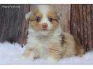 Miniature Australian Shepherd Puppy for sale in Bokchito, OK, USA