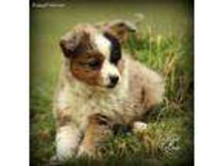 Miniature Australian Shepherd Puppy for sale in Skiatook, OK, USA
