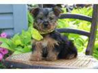 Yorkshire Terrier Puppy for sale in Rock Stream, NY, USA