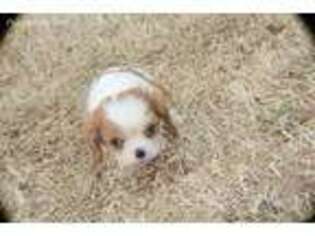 Cavalier King Charles Spaniel Puppy for sale in Sedan, KS, USA