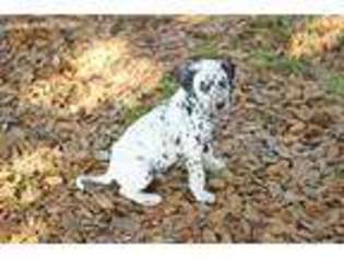 Medium Photo #1 Dalmatian Puppy For Sale in Baytown, TX, USA