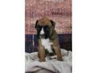 Boxer Puppy for sale in Middlebury, IN, USA