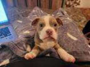 Olde English Bulldogge Puppy for sale in Chehalis, WA, USA