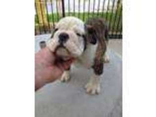 Olde English Bulldogge Puppy for sale in Minooka, IL, USA