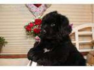 Newfoundland Puppy for sale in Elmer, NJ, USA