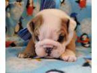 Bulldog Puppy for sale in Hunnewell, MO, USA