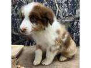 Australian Shepherd Puppy for sale in Waynesboro, GA, USA