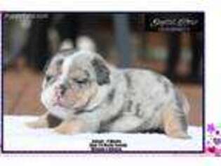 Bulldog Puppy for sale in Chelsea, OK, USA
