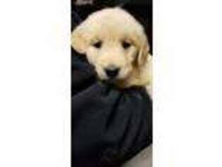 Golden Retriever Puppy for sale in East Bridgewater, MA, USA