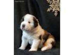 Saint Bernard Puppy for sale in Westfield, IN, USA