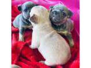 French Bulldog Puppy for sale in Troy, AL, USA