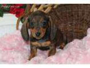 Dachshund Puppy for sale in Rock Stream, NY, USA