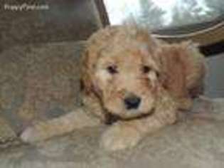 Goldendoodle Puppy for sale in Taunton, MA, USA