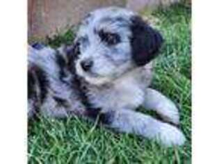 Mutt Puppy for sale in Sandia Park, NM, USA