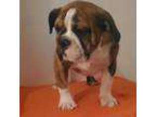 Bulldog Puppy for sale in Myrtle Beach, SC, USA