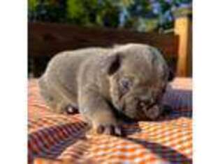 French Bulldog Puppy for sale in Norwalk, IA, USA