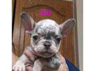 French Bulldog Puppy for sale in Choctaw, OK, USA