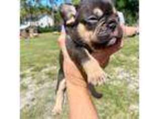 French Bulldog Puppy for sale in Loxahatchee, FL, USA