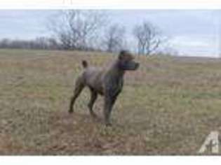 Cane Corso Puppy for sale in WAVERLY, OH, USA