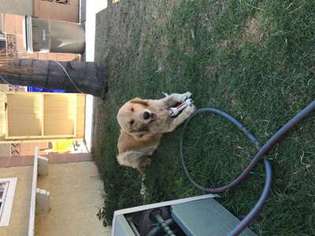 Golden Retriever Puppy for sale in Ventura, CA, USA