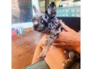 French Bulldog Puppy for sale in Eastman, GA, USA