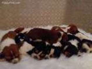 Basset Hound Puppy for sale in Temecula, CA, USA
