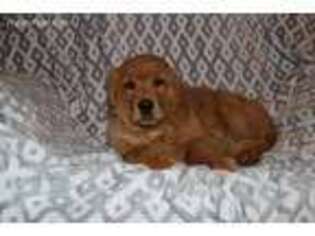 Golden Retriever Puppy for sale in Glenmont, OH, USA