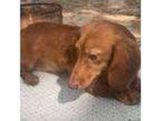 Dachshund Puppy for sale in Bonham, TX, USA