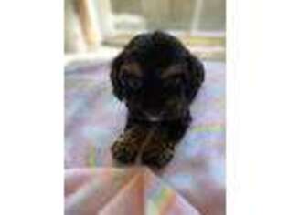 Cavapoo Puppy for sale in Yantis, TX, USA