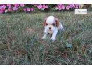 Cavalier King Charles Spaniel Puppy for sale in Bloomington, IN, USA